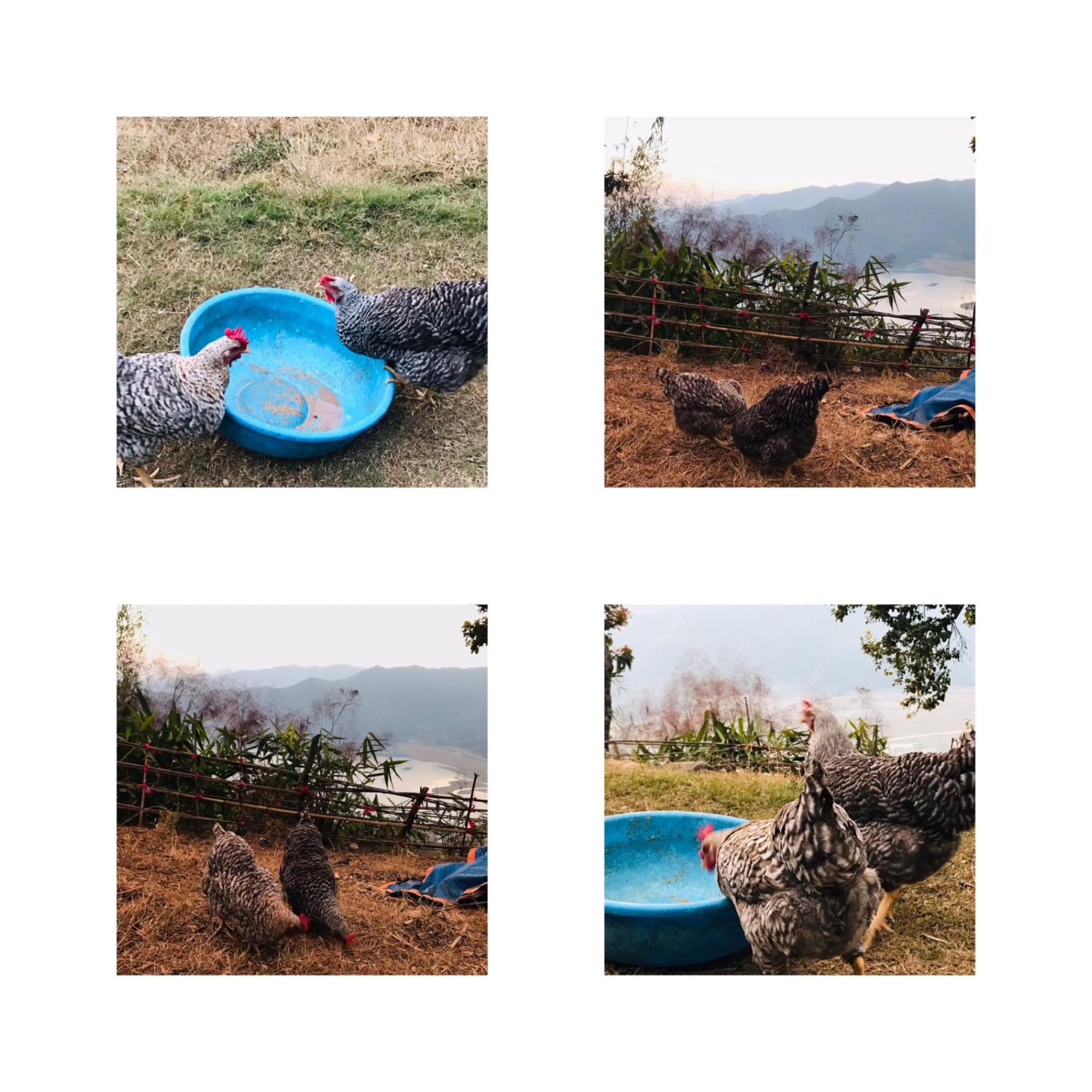 Hom'S Homestay & Farmstay Sarangkot Pokhara Exterior foto