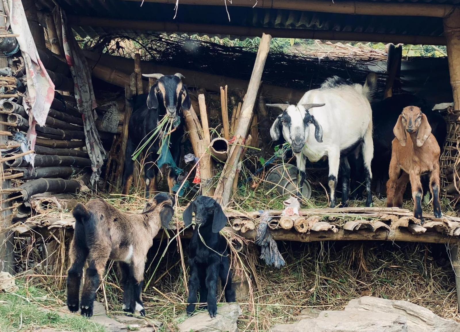 Hom'S Homestay & Farmstay Sarangkot Pokhara Exterior foto